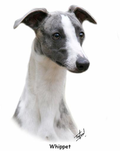 Whippet 9Y205D-231_2.jpg